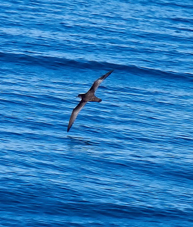 Short-tailed Shearwater