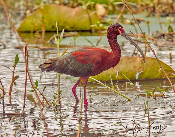 White-faced Ibis