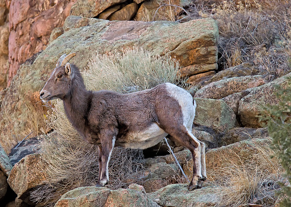 Big Horn Sheep (F)