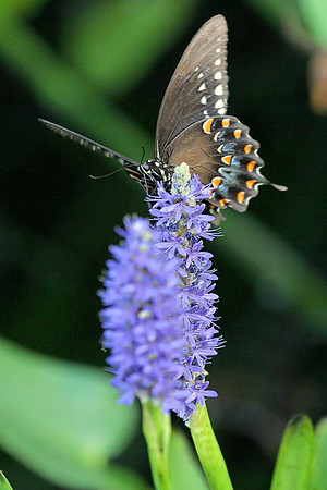 Spicebush Swallowtail on Pickerelweed