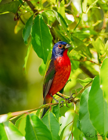 Painted Bunting (M)