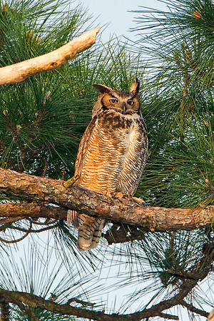 Great Horned Owl