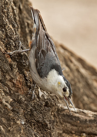 White-breasted Nuthatch