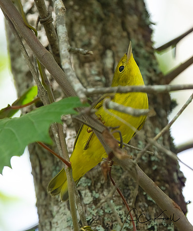 Yellow Warbler (F)