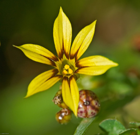 Blue-eyed Grass (Yellow)