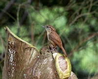Carolina Wren