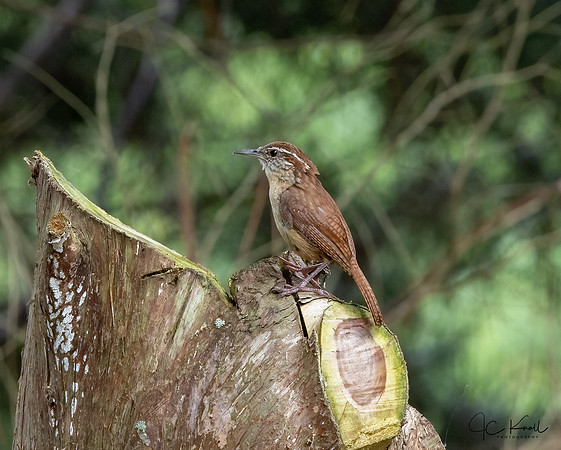 Carolina Wren