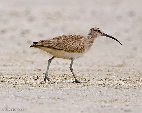 Whimbrel