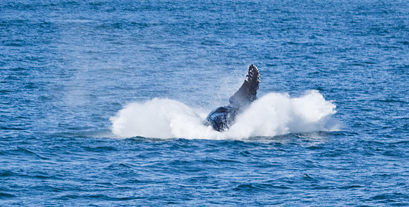Hump-backed Whale