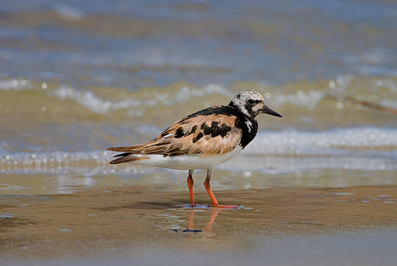 Ruddy Turnstone (Breeding)