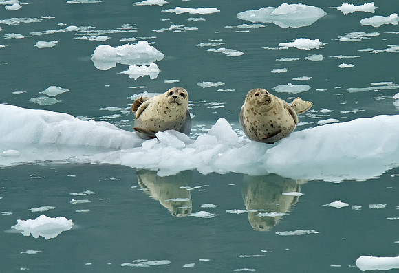Harbor Seals.