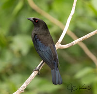 Bronzed Cowbird