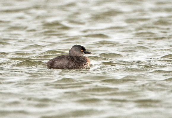 Least Grebe