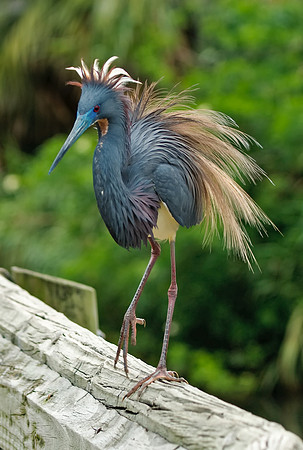Tricolored Heron