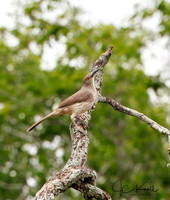 Curve-billed Thrasher