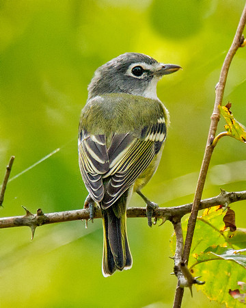 Blue-headed Vireo