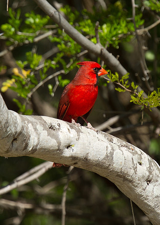 Northern Cardinal