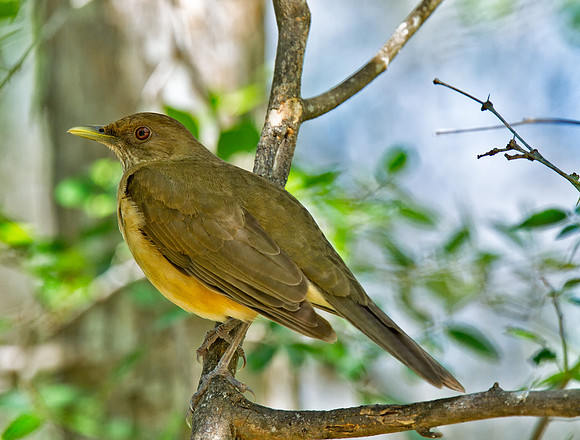 Clay-colored Thrush