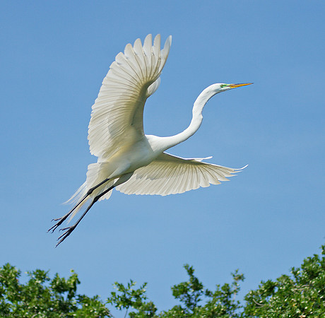 Great Egret
