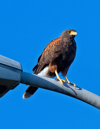 Harris's Hawk