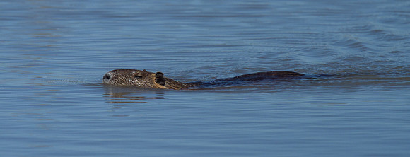 Muskrat