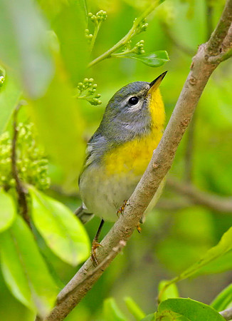 Northern Parula (F)