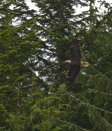 Bald Eagle