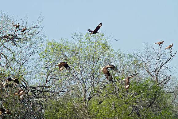 Crested Caracara