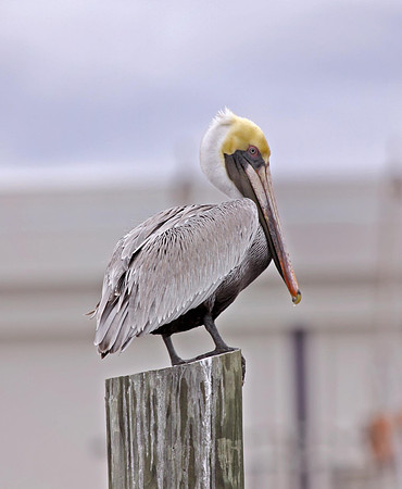 Brown Pelican