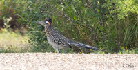Greater Roadrunner