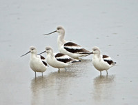 American Avocet