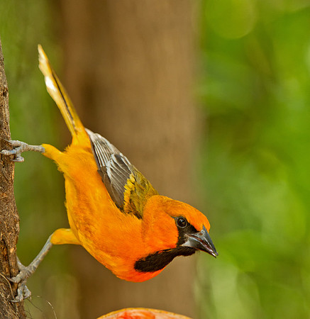 Altamira Oriole