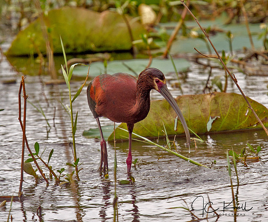 White-faced Ibis