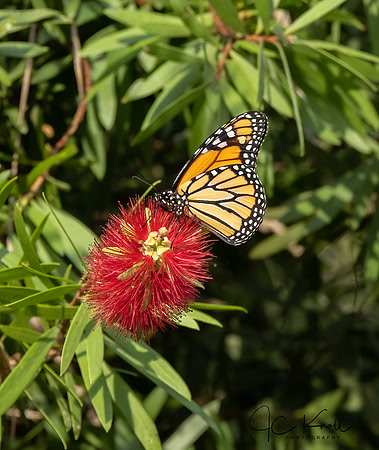 Monarch on Bottlebrush