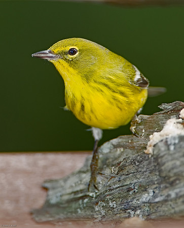 Pine Warbler