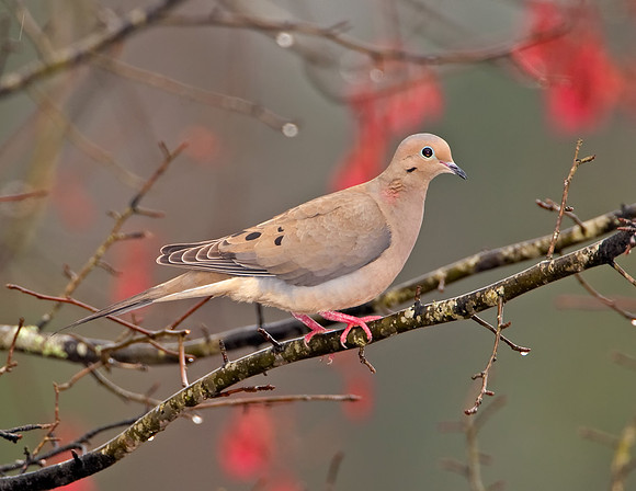 Mourning Dove