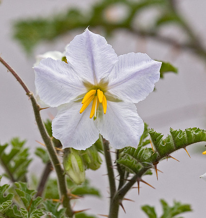 Horse Nettle