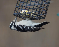 Hairy Woodpecker (F)