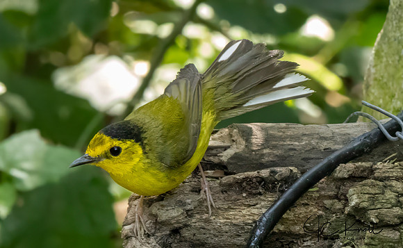 Hooded Warbler