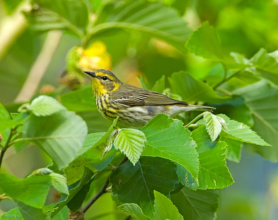 Cape May Warbler