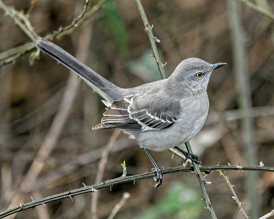 Northern mockingbird