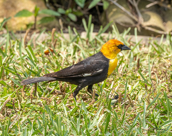 Yellow-headed Blackbird