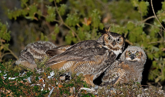 Great Horned Owlets and parent