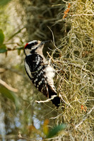 Downy Woodpecker (M)