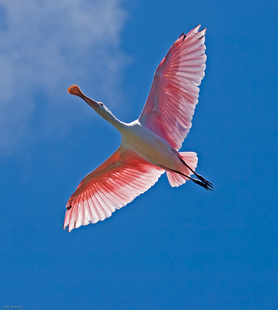 Roseate Spoonbill