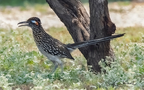 Greater Roadrunner