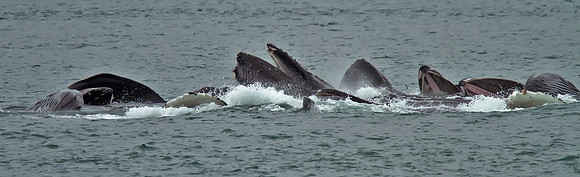 Humpback Whale