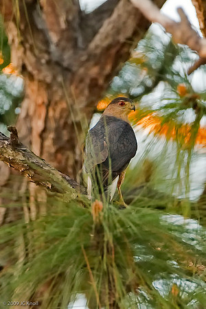 Cooper's Hawk