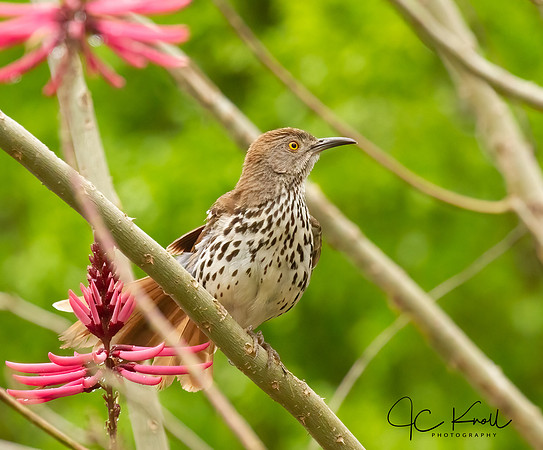 Long-billed Thrasher in Cherokee Bean Tree