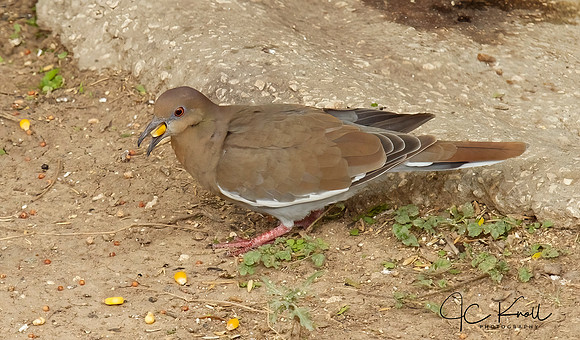 White-winged dove